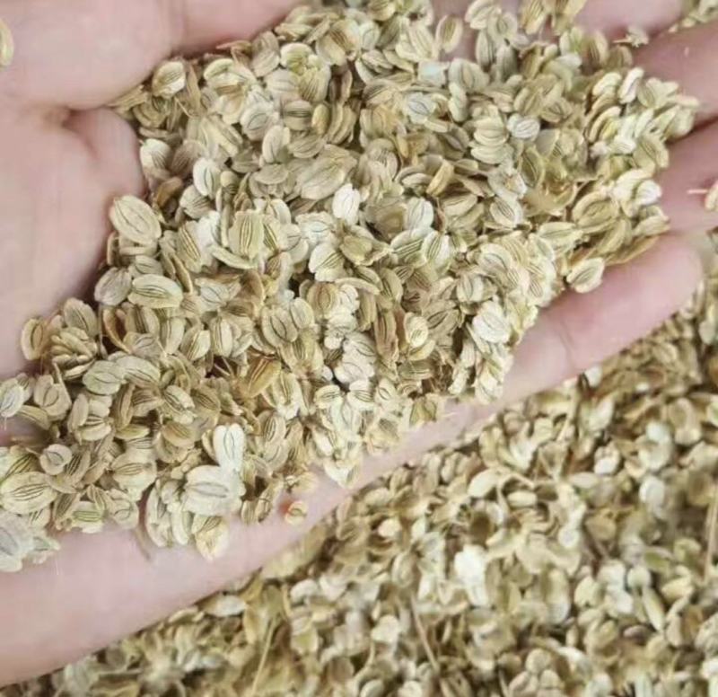 白芷种子纯新两年白芷种子支持技术指导包回收质量保证