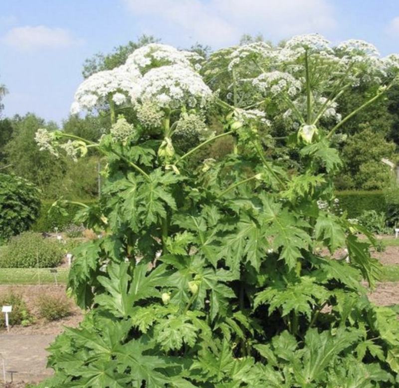 白芷种子纯新两年白芷种子支持技术指导包回收质量保证