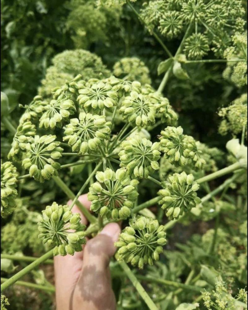 白芷种子纯新两年白芷种子支持技术指导包回收质量保证
