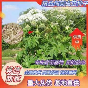 白芷种子纯新两年白芷种子支持技术指导包回收质量保证