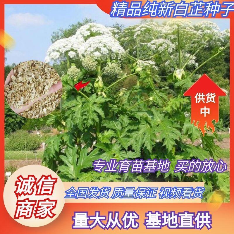 白芷种子纯新两年白芷种子支持技术指导包回收质量保证
