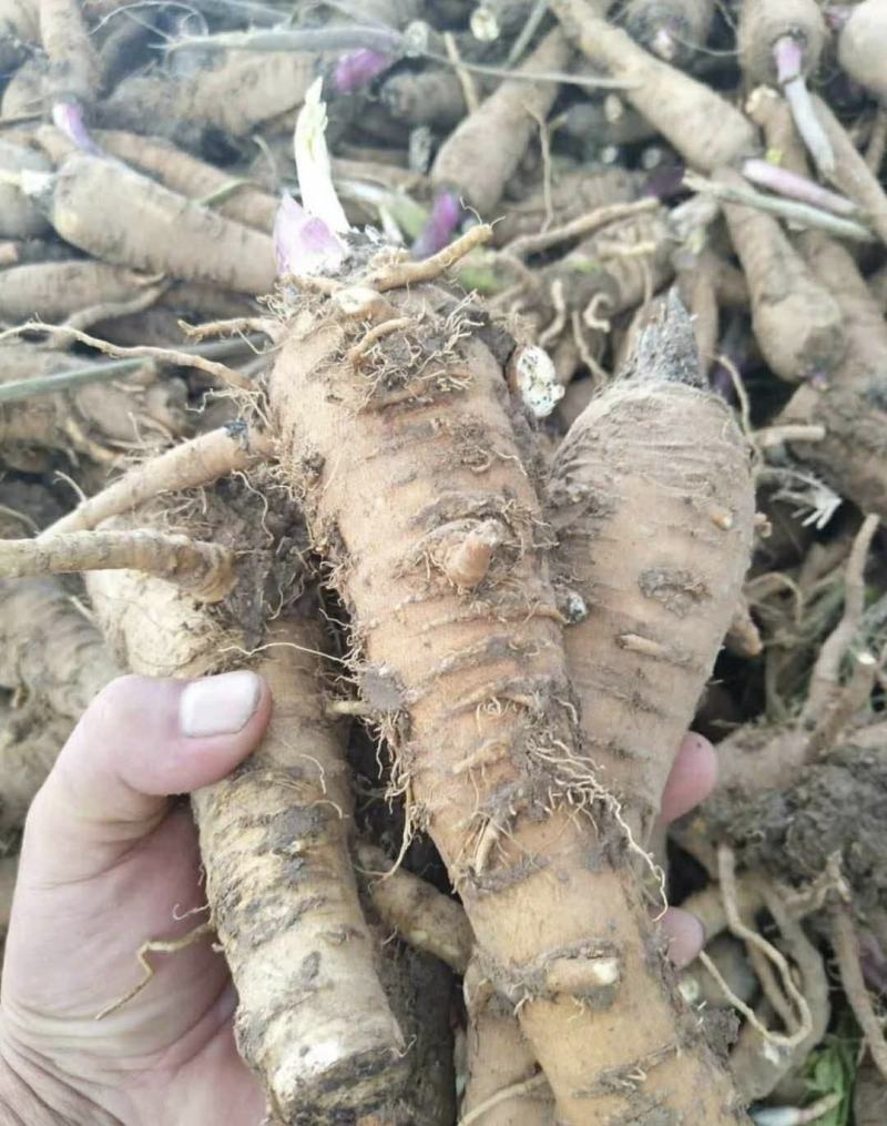 白芷种子纯新两年白芷种子支持技术指导包回收质量保证