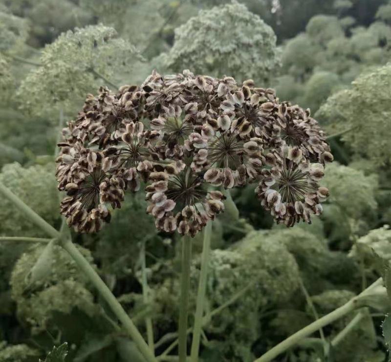 白芷种子纯新两年白芷种子支持技术指导包回收质量保证