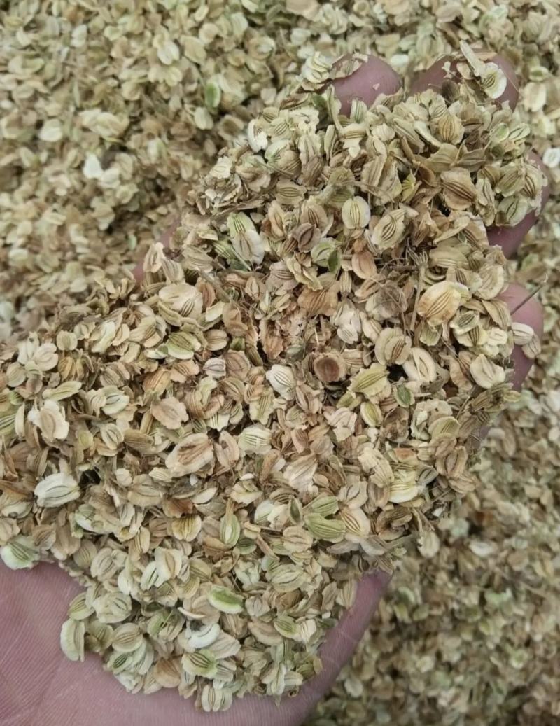 白芷种子纯新两年白芷种子支持技术指导包回收质量保证