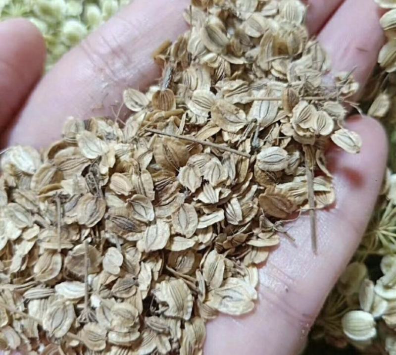 白芷种子纯新两年白芷种子支持技术指导包回收质量保证