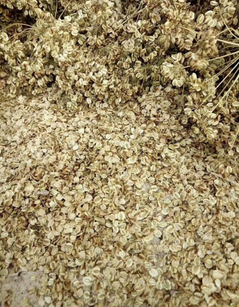 白芷种子纯新两年白芷种子支持技术指导包回收质量保证