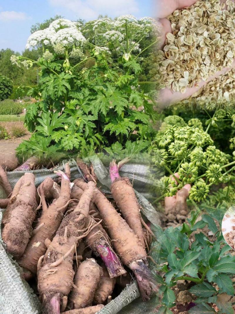 白芷种子纯新两年白芷种子支持技术指导包回收质量保证