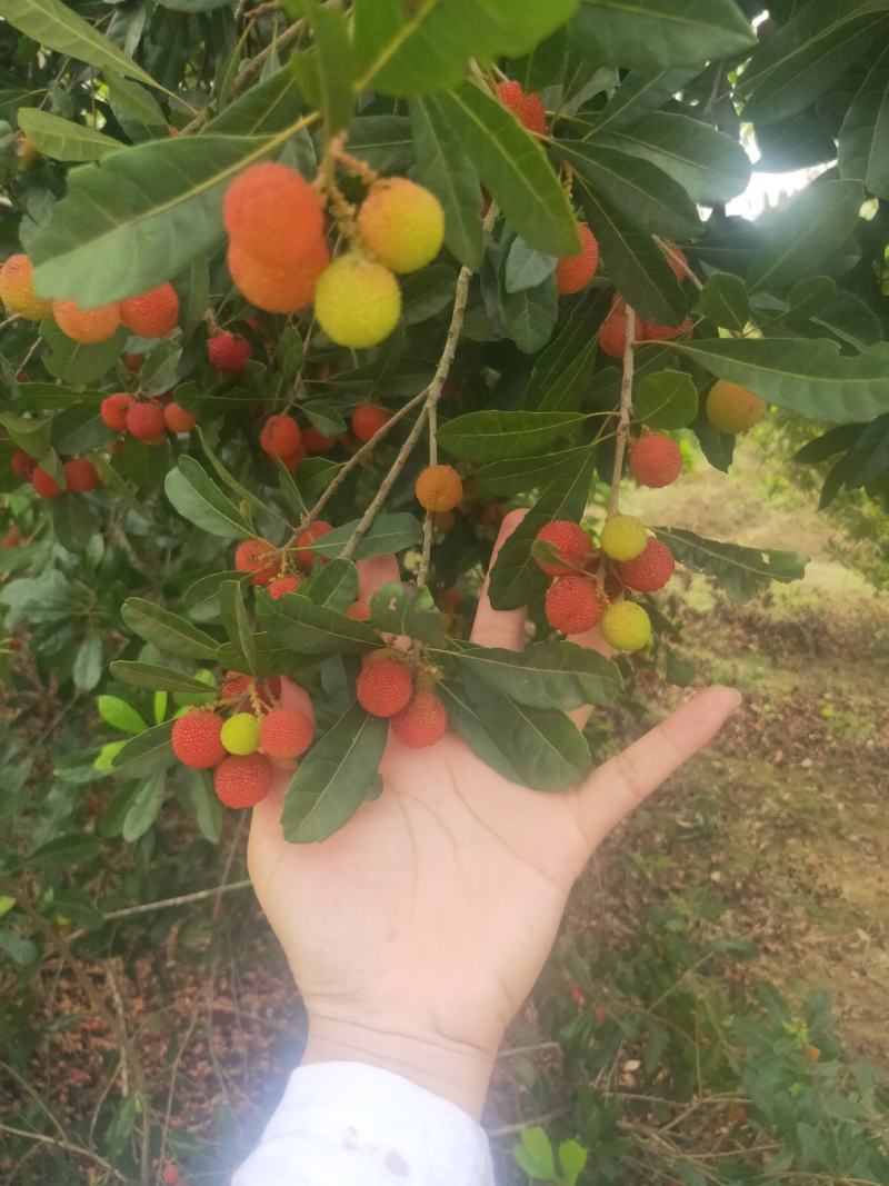 广西野山杨梅野杨梅大量上市，适合泡酒或制作酸梅汤。