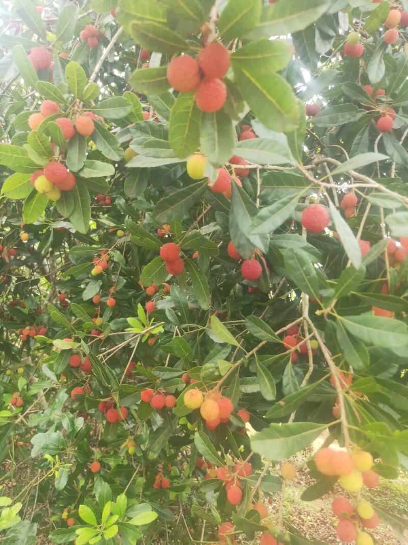 广西野山杨梅野杨梅大量上市，适合泡酒或制作酸梅汤。