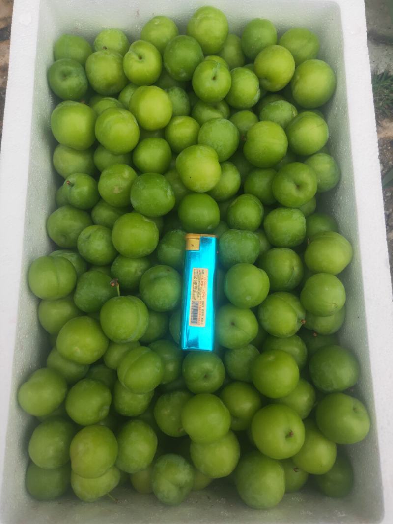广西三月李大量上市有货，价格实惠支持快递发货！
