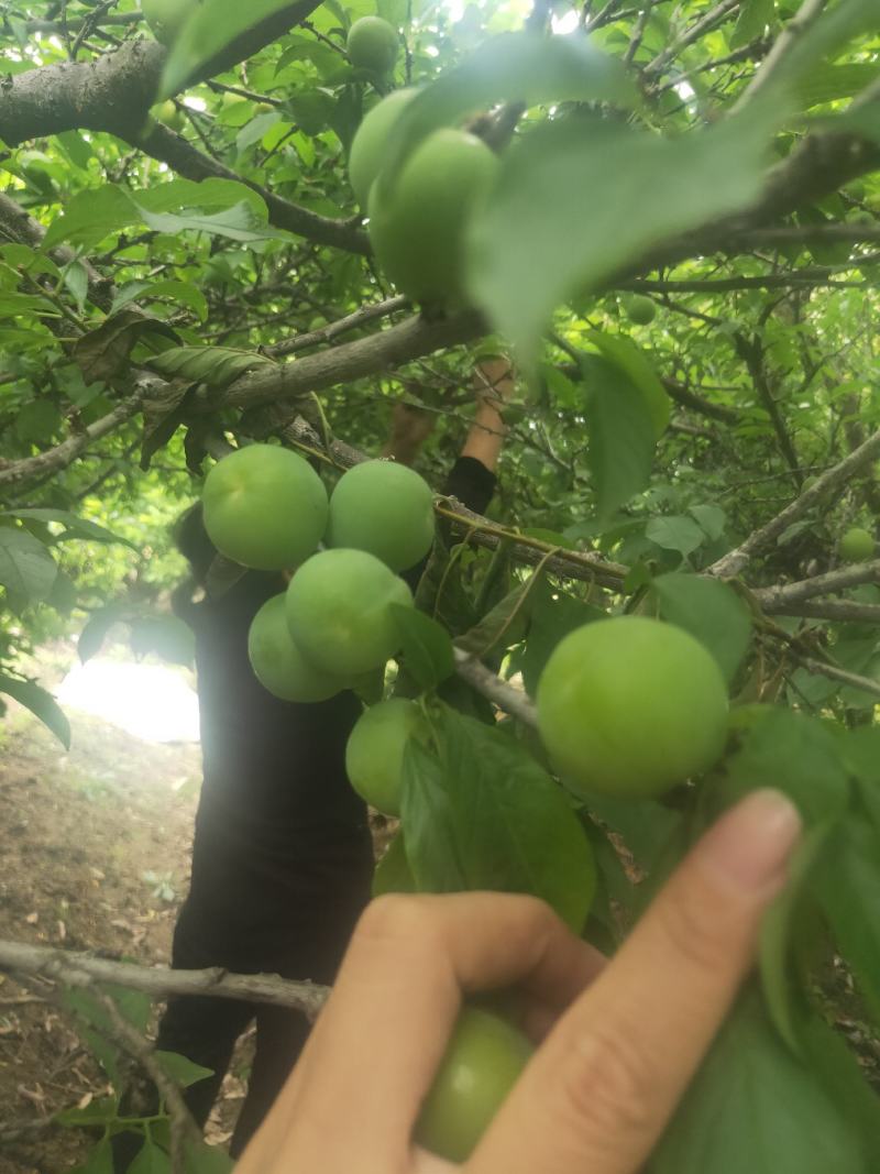 广西三月李大量上市有货，价格实惠支持快递发货！