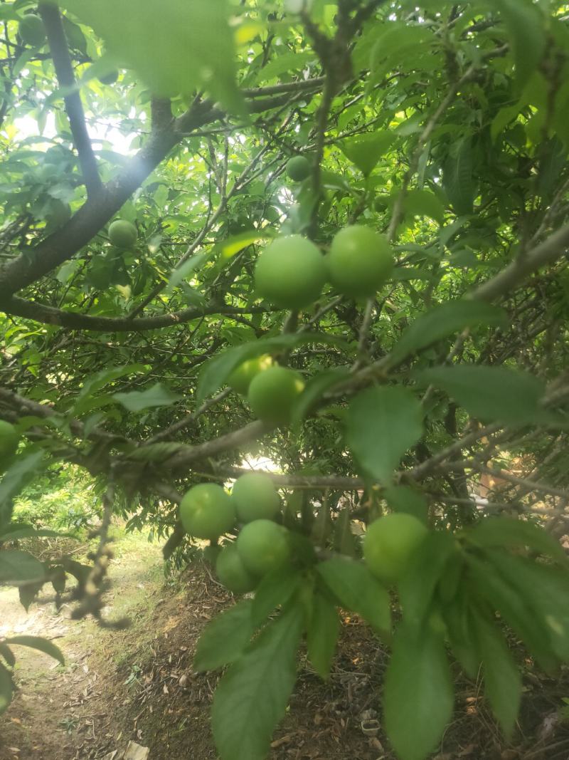 广西三月李大量上市有货，价格实惠支持快递发货！