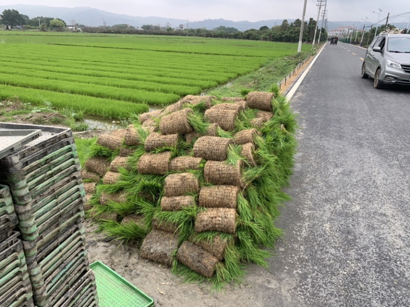 育秧基质水稻育苗育秧，进口泥炭