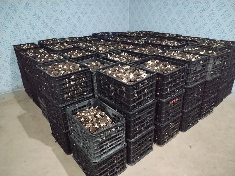 出售羊肚菌