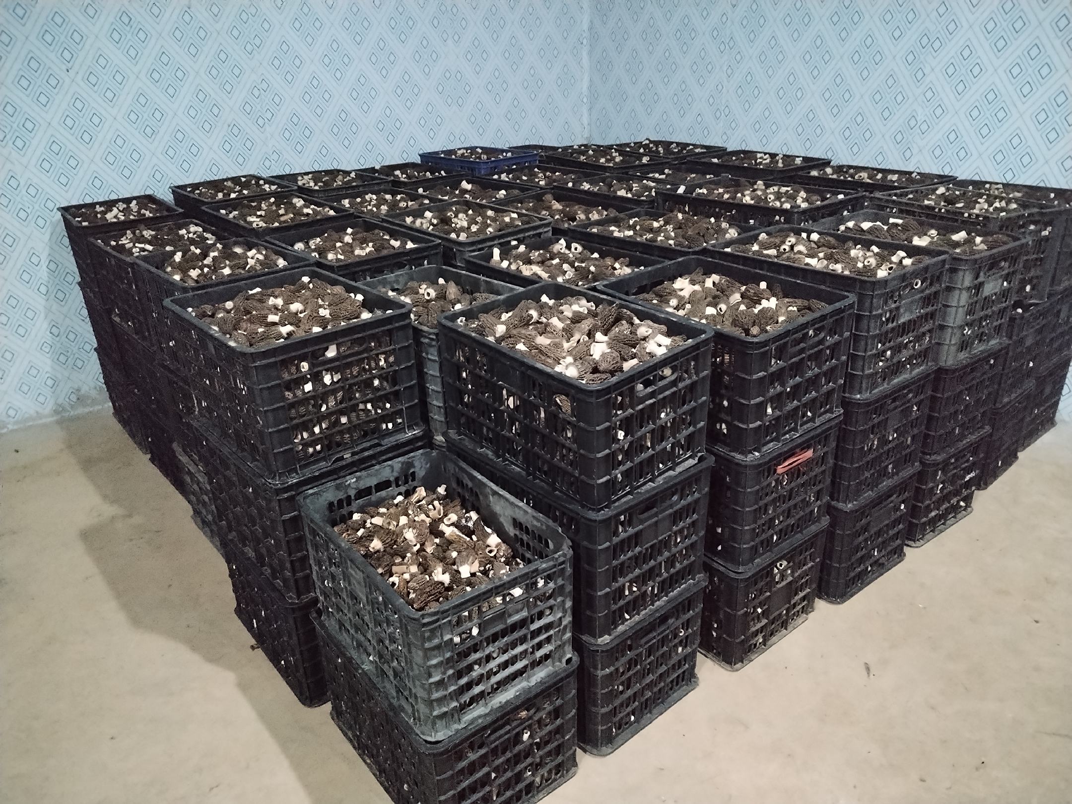 人工养殖羊肚菌子实体特写，灰褐色蜂窝状菌盖清晰可见，表面凹坑规则、色泽均匀，菌柄洁白粗壮，置于无菌白瓷托盘中，背景为实验室洁净台面
