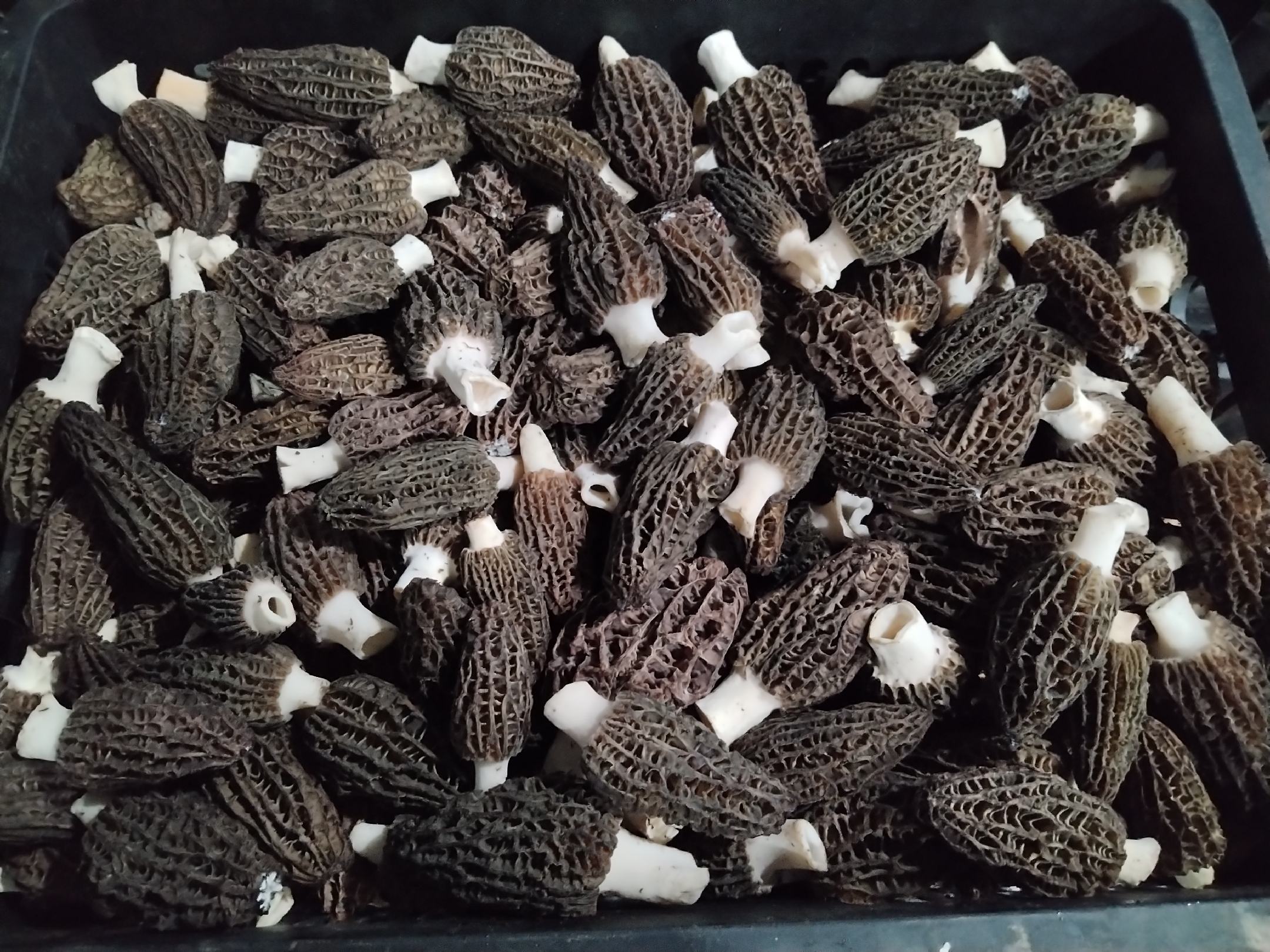 羊肚菌厚薄对比图