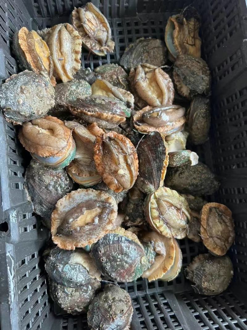 福建，山东，产地直销异地发货，大量活鲍批发。