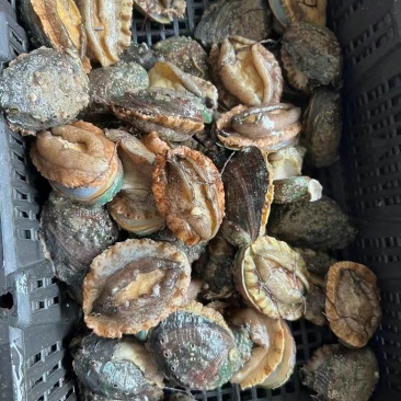 福建，山东，产地直销异地发货，大量活鲍批发。