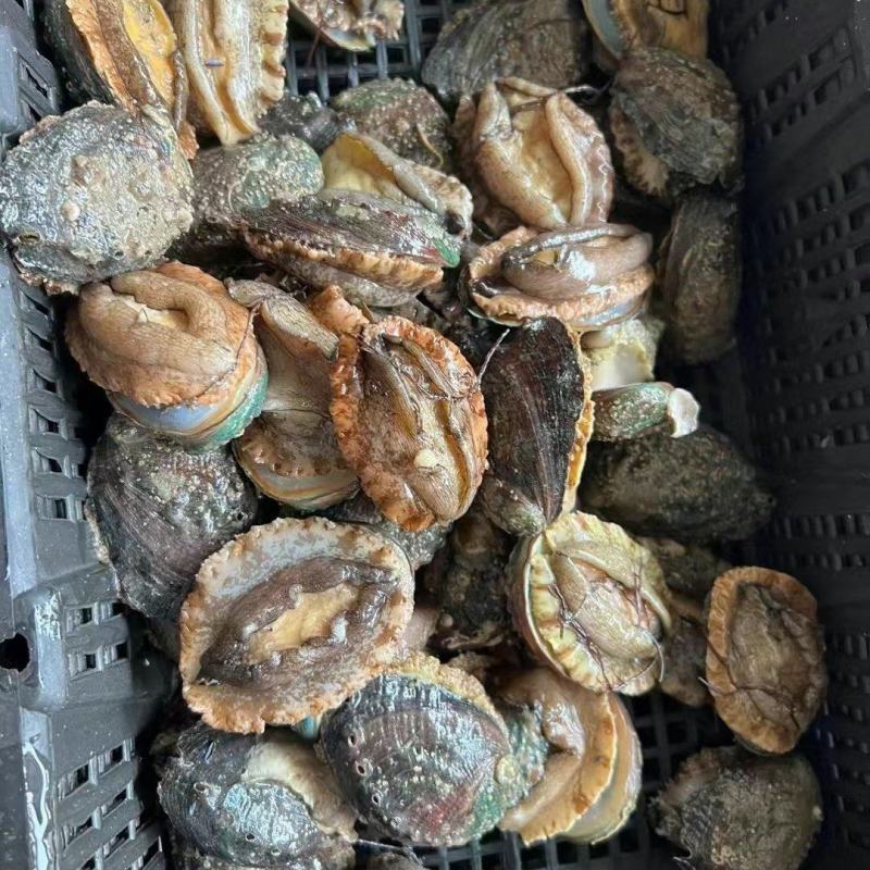 福建，山东，产地直销异地发货，大量活鲍批发。