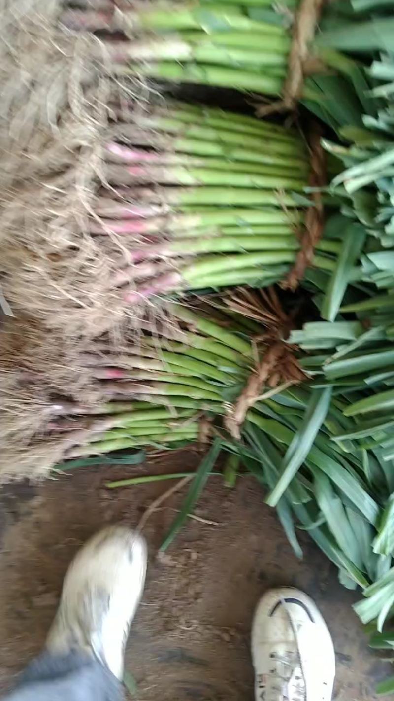精品蒜苗量大价优，河北邯郸产地直发，一手货源量大从优