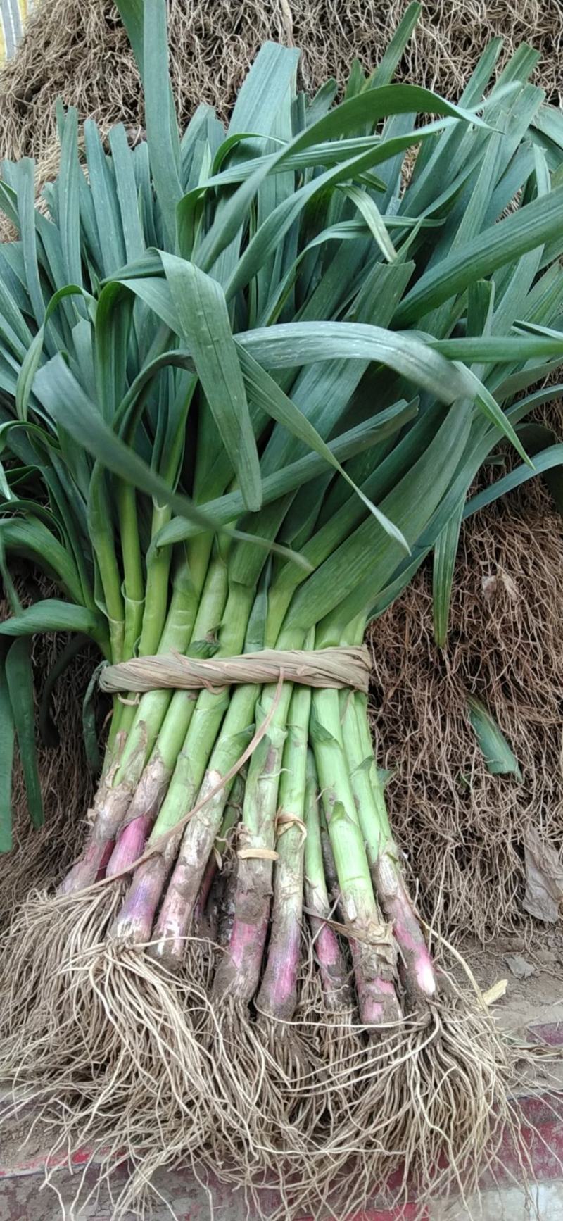 精品蒜苗量大价优，河北邯郸产地直发，一手货源量大从优
