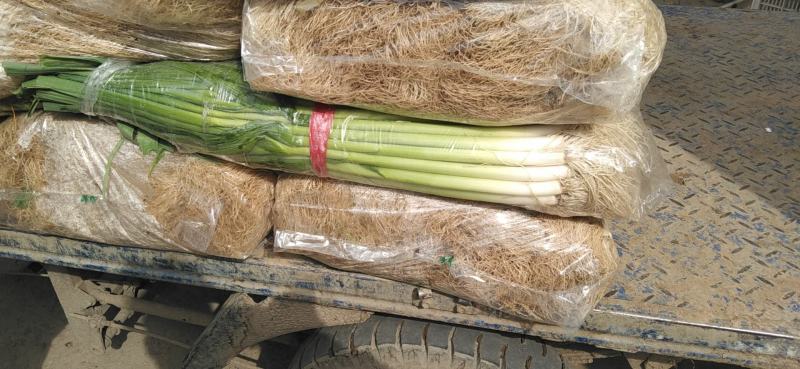 精品蒜苗量大价优，河北邯郸产地直发，一手货源量大从优