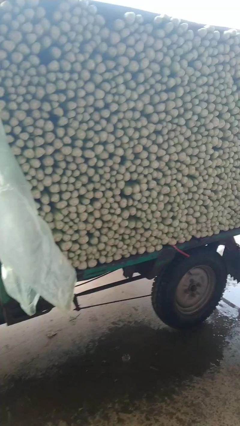 精品推荐美国西芹60公分以上视频看货一手货源