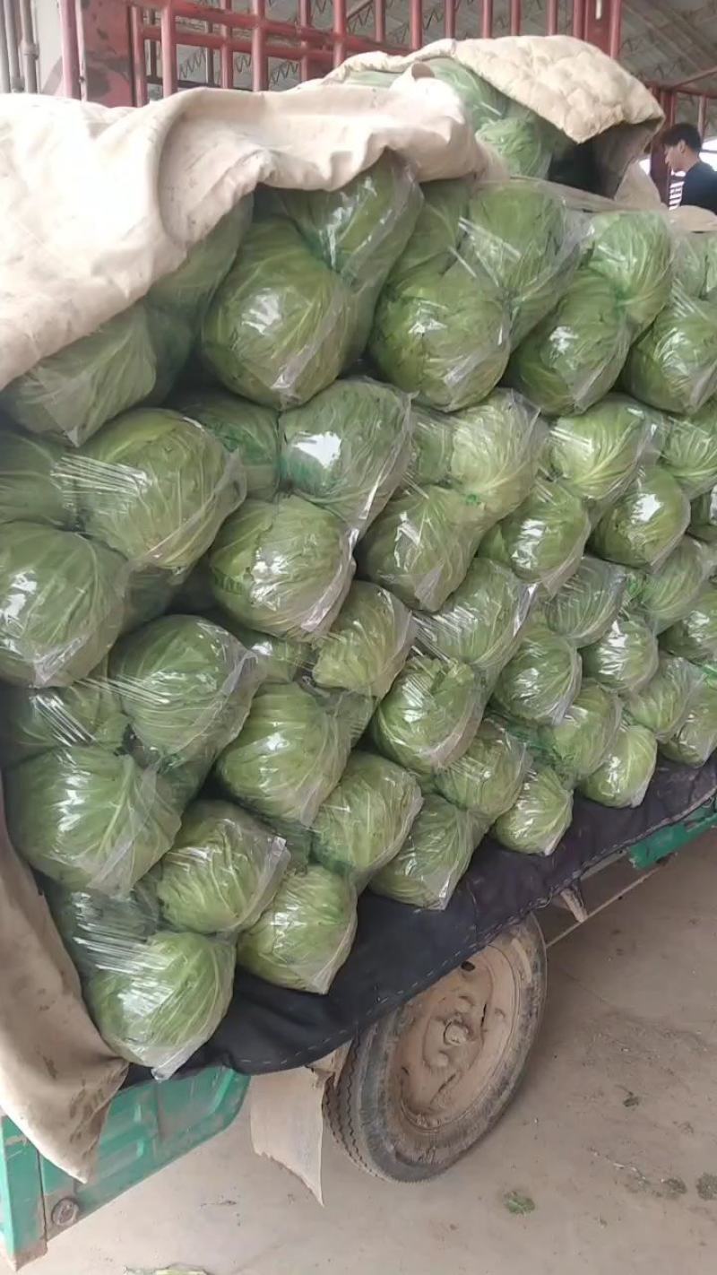 精品推荐中甘21甘蓝大量有货颜色好发亮个头均匀