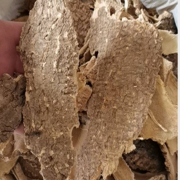 椿皮椿根皮椿皮椿白皮椿臭椿皮椿根冷背中药材带抓药