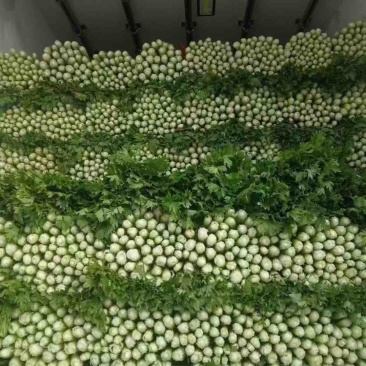 精品芹菜