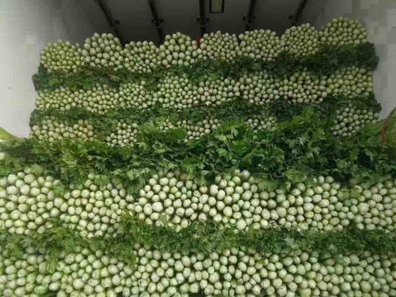 精品芹菜