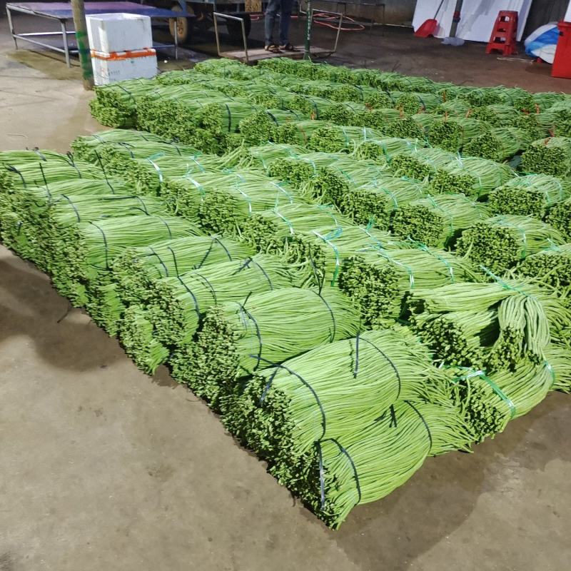 广东湛江青豆角品质保证市场货电商货欢迎电联采购！时价