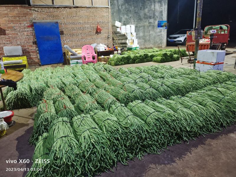 广东湛江青豆角品质保证市场货电商货欢迎电联采购！时价