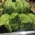 广东湛江青豆角品质保证市场货电商货欢迎电联采购！时价