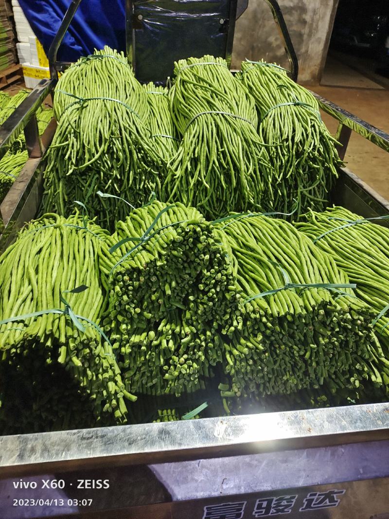 广东湛江青豆角品质保证市场货电商货欢迎电联采购！时价