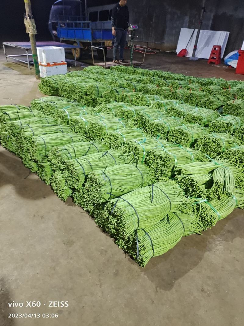广东湛江青豆角品质保证市场货电商货欢迎电联采购！时价