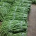 广东湛江青豆角品质保证市场货电商货欢迎电联采购！时价