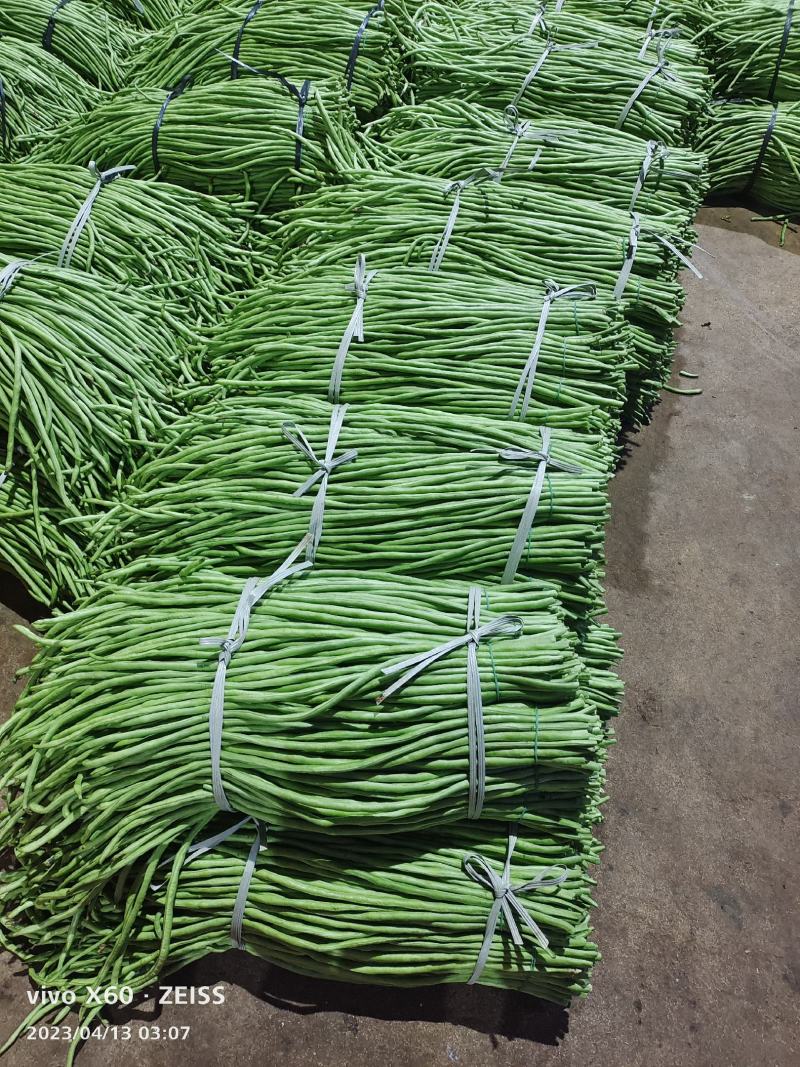 广东湛江青豆角品质保证市场货电商货欢迎电联采购！时价