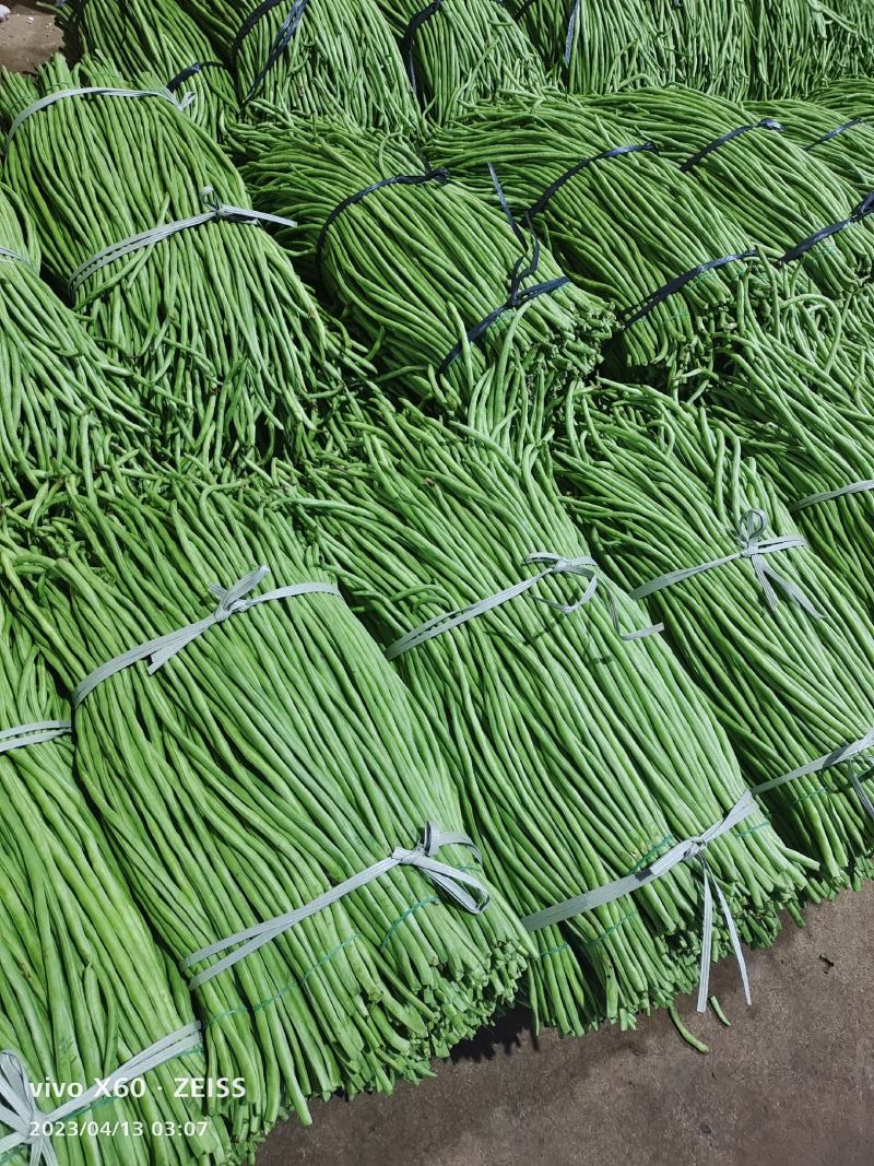 广东湛江青豆角品质保证市场货电商货欢迎电联采购！时价