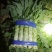 河南通许红叶莴笋，光杆莴笋，大量上市，加工笋肉有配套冷库
