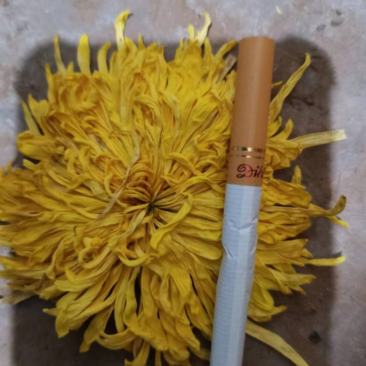 金丝黄菊