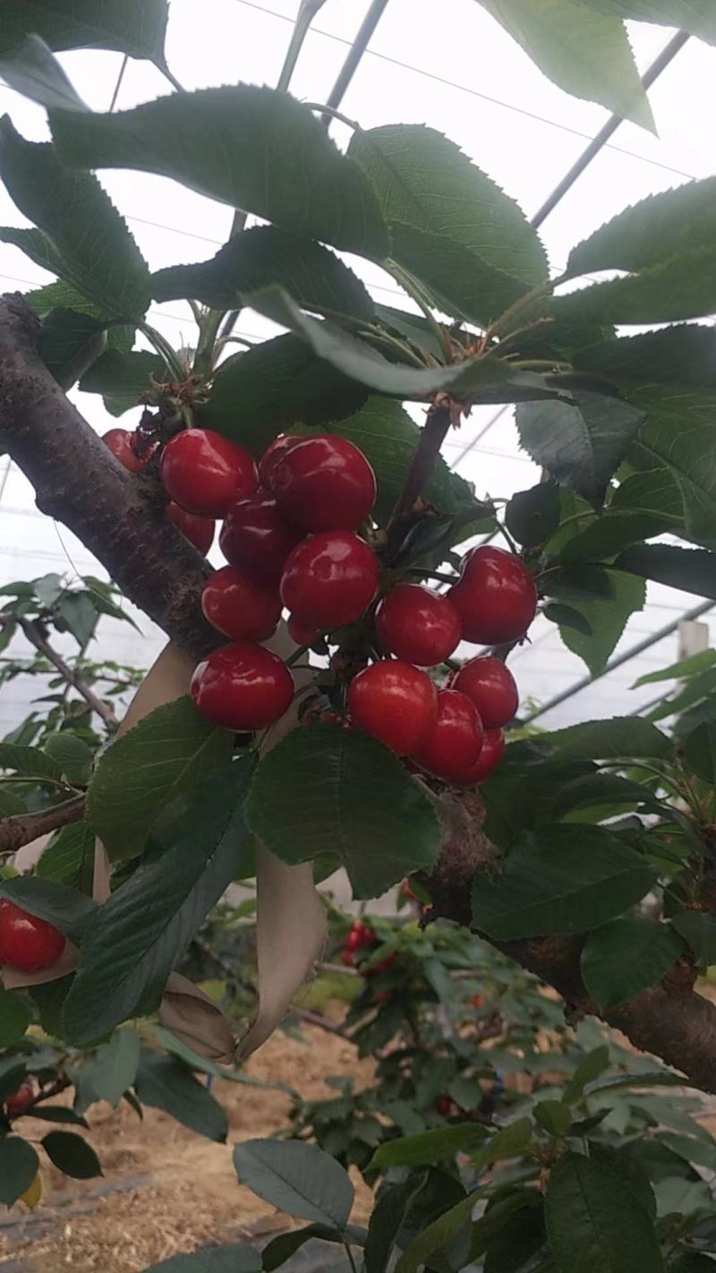 平度美早大樱桃，黄蜜大樱桃，红灯大樱桃大量上市，口感好