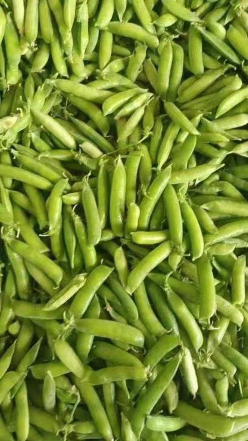 青豌豆精品货上市中，籽粒饱市场货，电商加工厂货大量供应