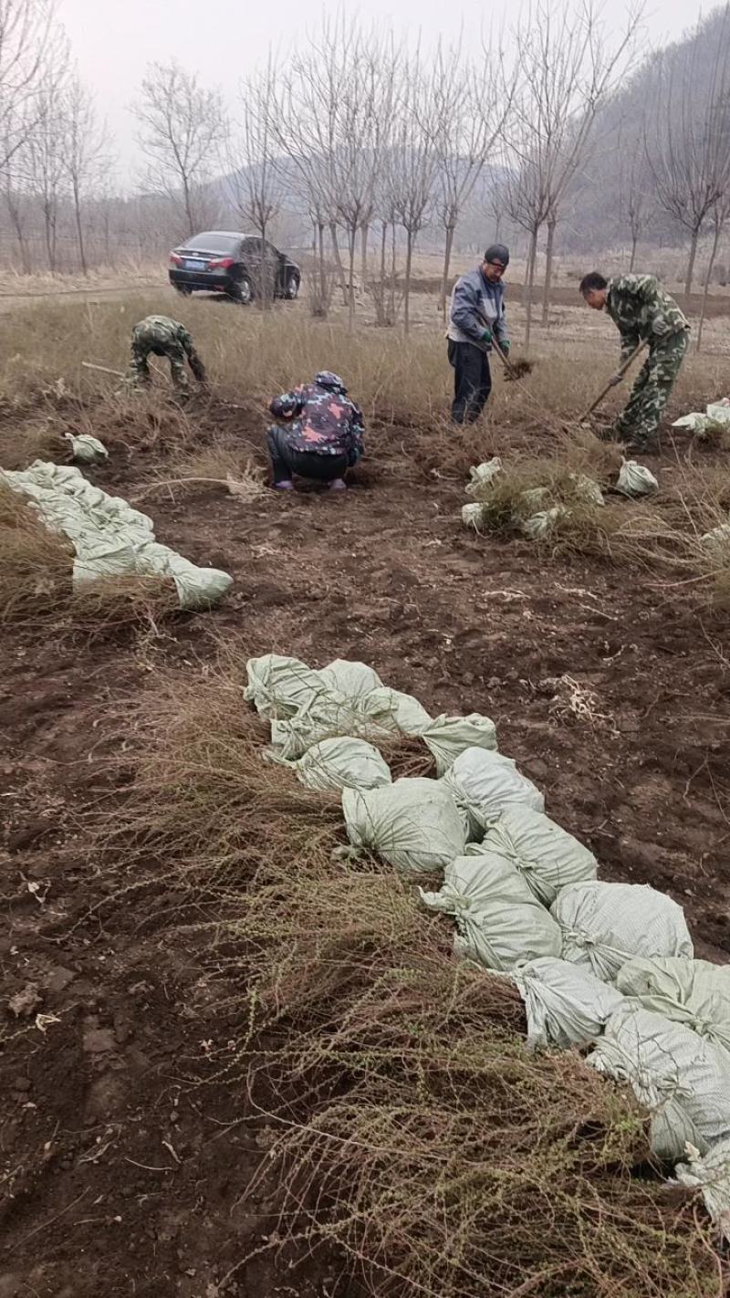 【优质】珍珠绣线菊大量现货，基地直发，欢迎看货联系