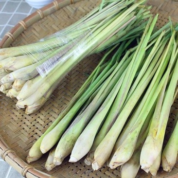 香茅草