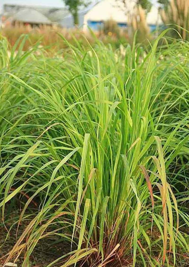 香茅草