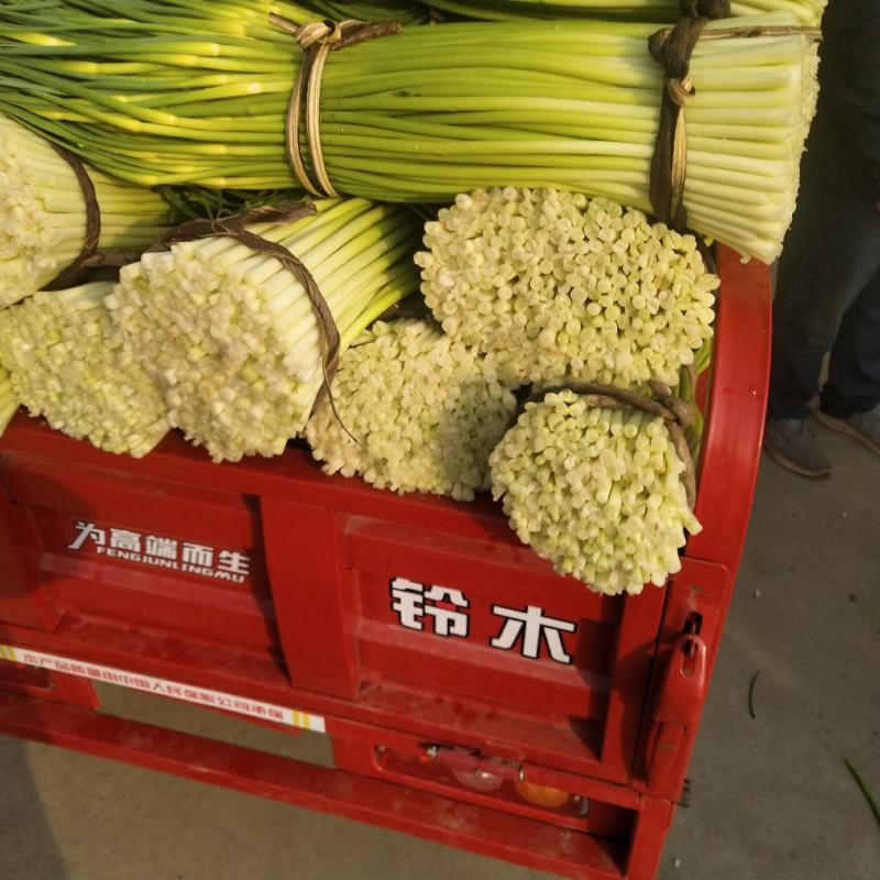 甘肃陇南成县蒜薹白帽