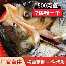 李芹活鱼剁椒鱼头原料500克白鲢鱼支持定制