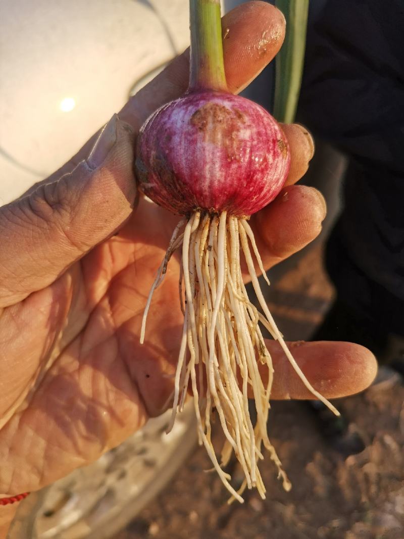 独头蒜紫皮特大独蒜湿大蒜头新鲜农家蔬菜独蒜头非干大蒜