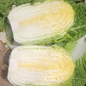 河南内黄县黄心大白菜大量上市中